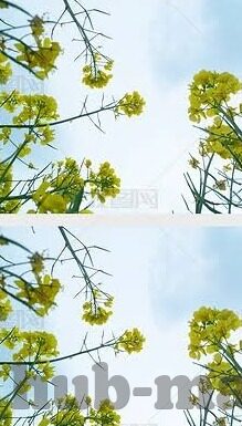 大象麻豆免费视频-探寻网络世界的多面性,寻觅正能量的网络环境